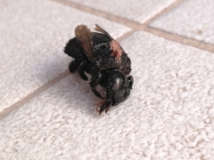 Xylocopa sonorina