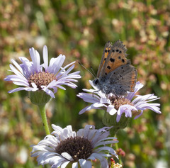 Lycaena phlaeas hypophlaeas
