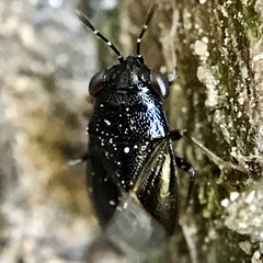 Geocoris atricolor