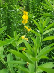 Crotalaria juncea