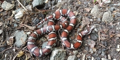 Lampropeltis triangulum