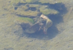 Clibanarius vittatus