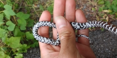 Lampropeltis triangulum