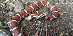 Lampropeltis triangulum