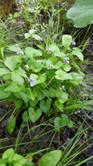Viola cucullata