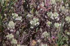 Chloropyron maritimum maritimum