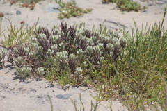 Chloropyron maritimum maritimum
