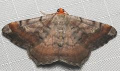 Macaria distribuaria