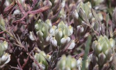 Chloropyron maritimum maritimum