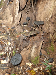 Sanguinoderma rugosum