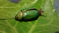 Chrysina orizabae