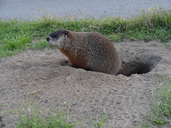 Marmota monax