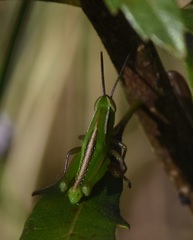 Aptenopedes