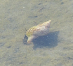 Clibanarius vittatus