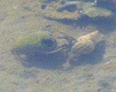 Clibanarius vittatus