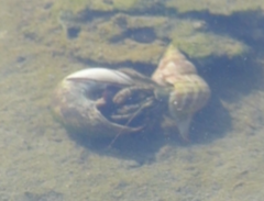 Clibanarius vittatus