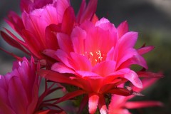 Trichocereus huascha
