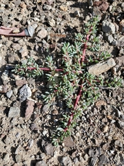 Halogeton glomeratus