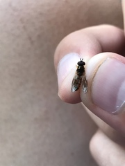 Platycheirus albimanus