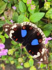Junonia oenone oenone