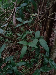 Boquila trifoliolata