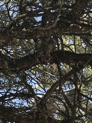 Lasiurus cinereus cinereus