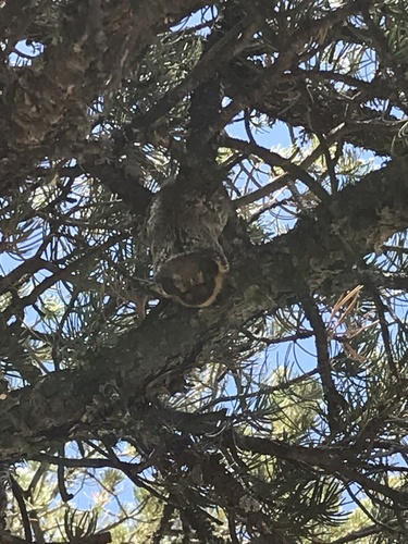 North American Hoary Bat photographed in New Mexico
