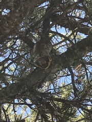 Lasiurus cinereus cinereus