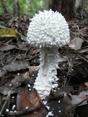 Amanita pyramidifera