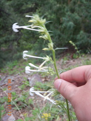 Ipomopsis aggregata candida