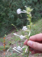 Ipomopsis aggregata candida