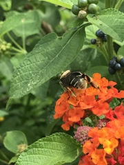 Centris flavofasciata