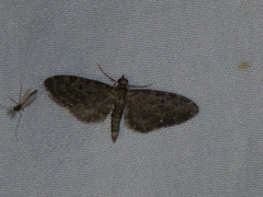 Eupithecia tripunctaria