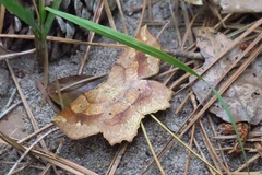 Euchlaena deplanaria