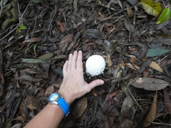 Amanita pyramidifera