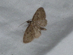 Eupithecia tripunctaria
