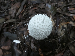 Amanita pyramidifera