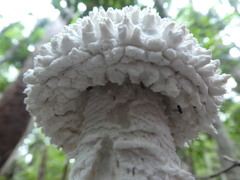 Amanita pyramidifera
