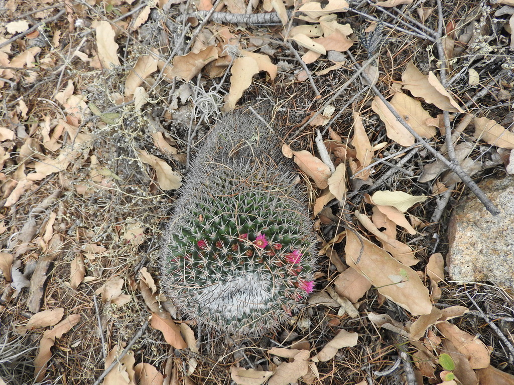 Mammillaria petterssonii, Tierra Blanca, Gto., México