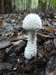 Amanita pyramidifera