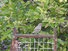 Toxostoma curvirostre