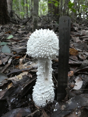 Amanita pyramidifera