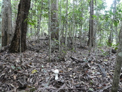 Amanita pyramidifera