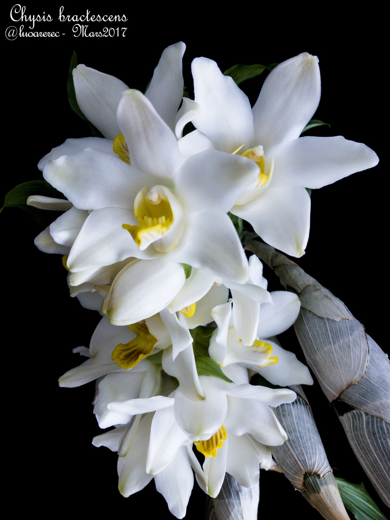 flor de cera (Orquídeas de Selvas tropicales húmedas) · iNaturalist