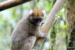 Prolemur simus