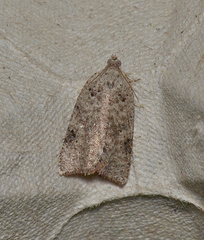 Meritastis laganodes