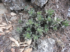 Pachyphytum compactum