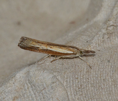 Ptochostola microphaeellus