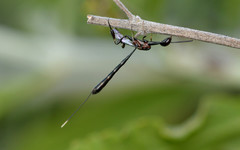 Gasteruption kaweahense