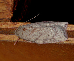 Euchaetis inceptella